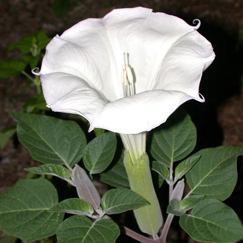 garden at night