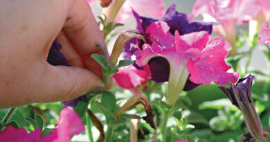 deadheading annuals