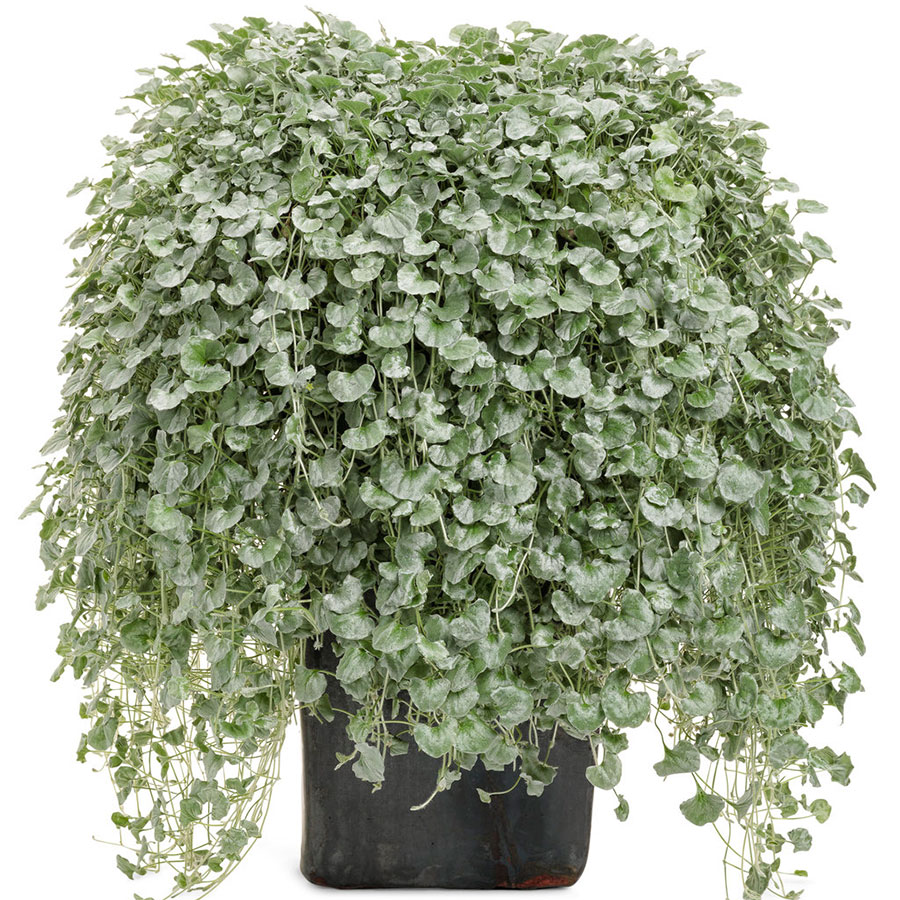 Dichondra 'Silver Falls'
