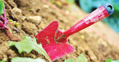 Why should I buy high-quality soil?