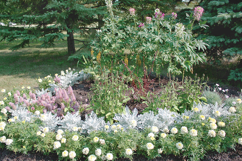 garden beauty outside the city Dusty miller adds a touch of silver.