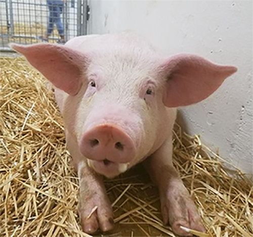 The forbidden meat pig