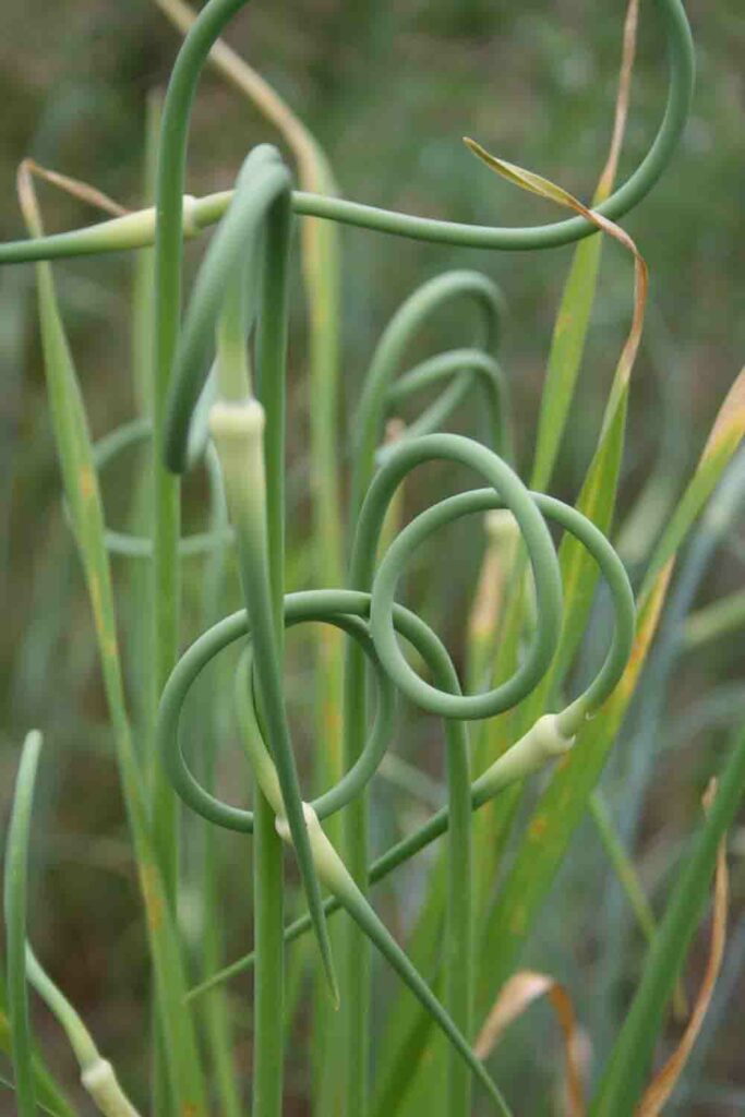 Allium sativum (garlic) interesting facts about alliums