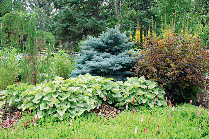grand garden alberta perfect mis of colour and contrast