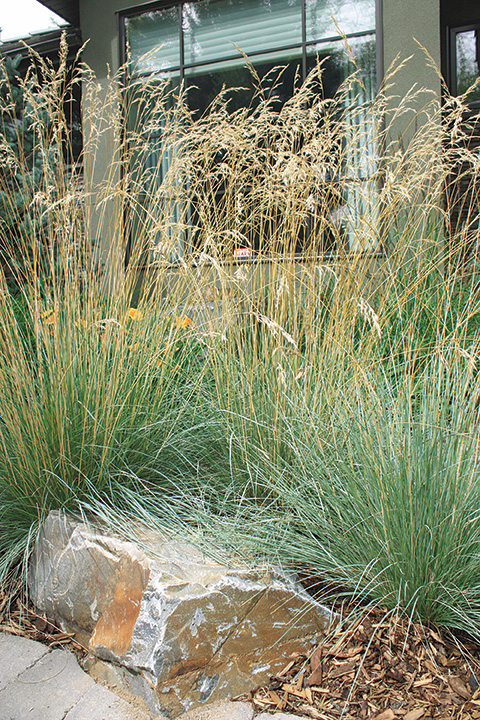grand garden alberta tall grasses provide movement
