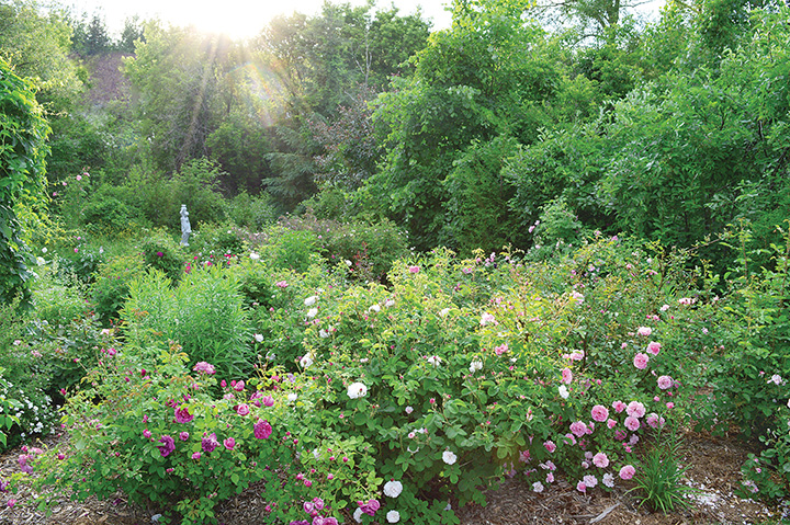 Michel shies away from cultivars prone to diseases such as Floribunda, Grandiflora, hybrid teas and miniature roses that are just not hardy enough for our climate.