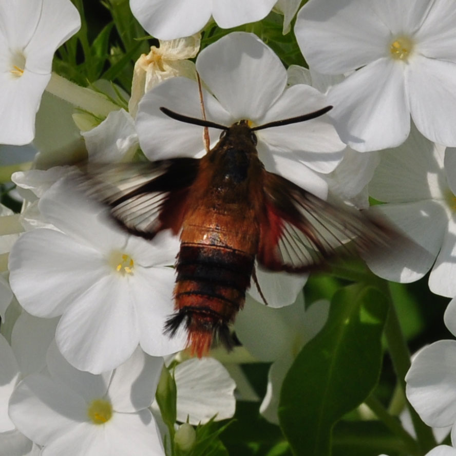 The nocturnal hummingbird moth might surprise you with its four-inch length.