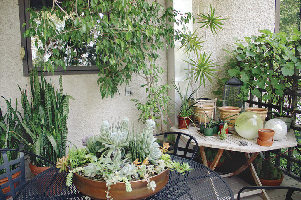 garrden beauty outside the city Indoor plants come outs.