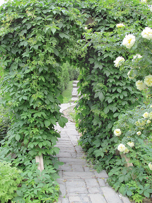 rose garden of Ontario An arbour draped in ivy adds to the romance.