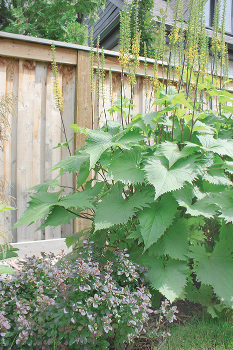 Although smaller in scale, the back gardens are just as expertly designed as the front.