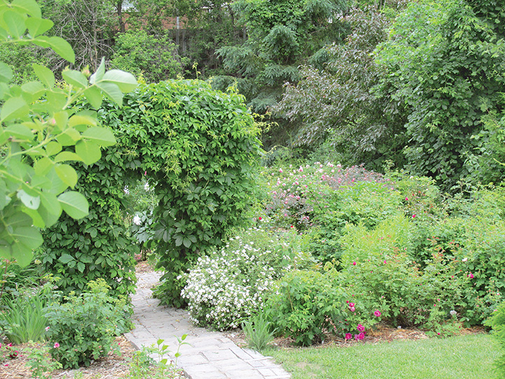 The lush garden is a reflection of Michel's care and commitment. Rose garden of Ontario