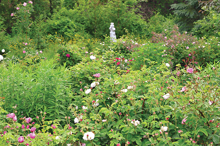 The garden features over 200 different varieties of roses - many of which were chosen for their ability to thrive in northern Ontario's climate.