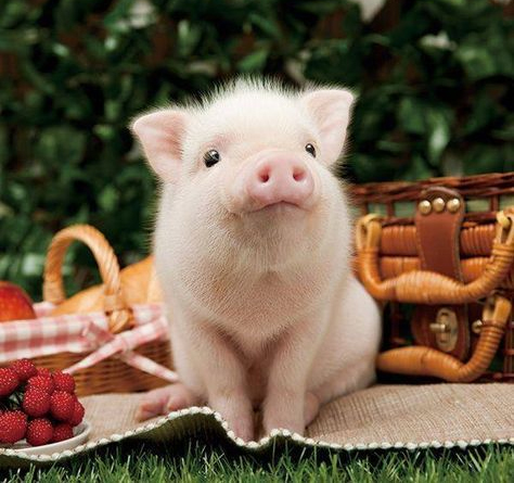 there is no such thing as mini pigs