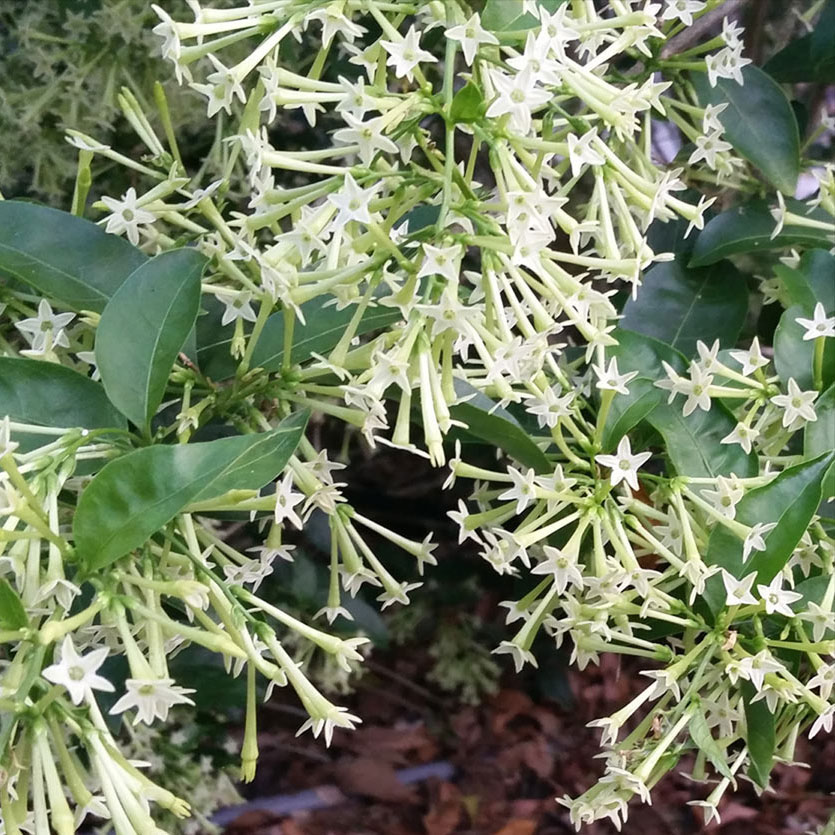 Night-scented jasmine (Cestrum nocturnum).