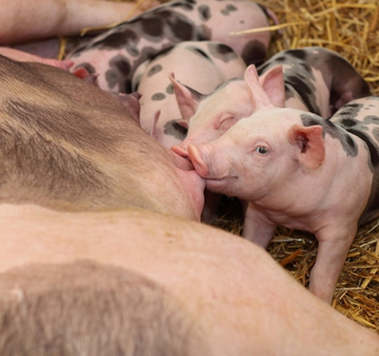 Piglets feeding