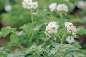 potato flowers