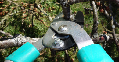 pruning shrubs shears