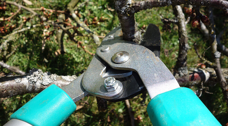 pruning shrubs shears