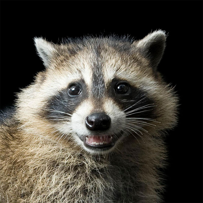 Racoons don't just tear open your garbage; they also eat some garden pests like slugs.