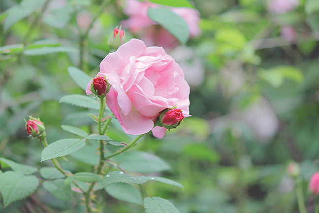 There is nothing more romantic than a rose garden. Ontario
