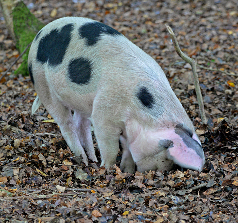 pig rooting