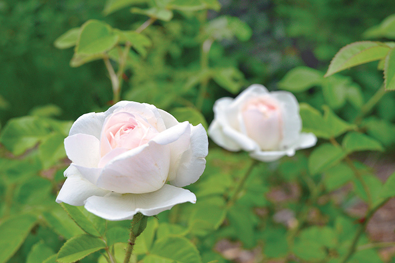 The garden is a rose lover's paradise.