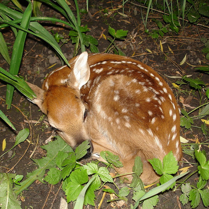 sleeping fawn garden after dark