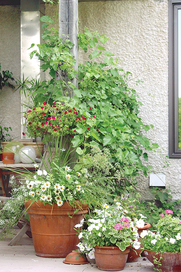 Every year Jeanette buys a couple more terra cotta planters to add to her growing collection of stunning containers.