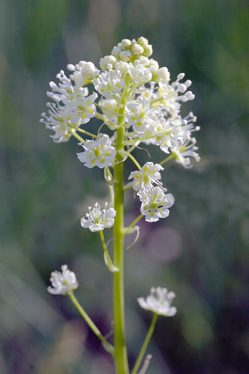 Toxicoxcordion venenosum