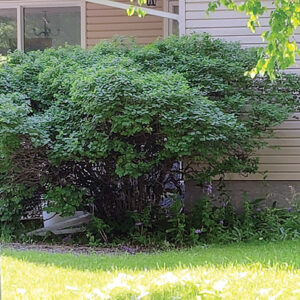 One of the main goals is to thin out unwanted canes.