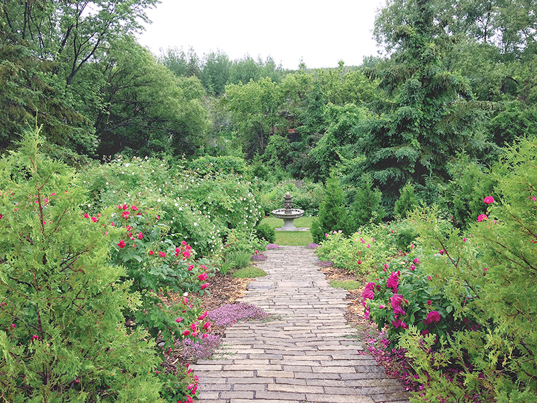 The garden has been surrounded by a thick wall of trees, giving it a sense of seclusion and creating a micro-climate that protects the roses.