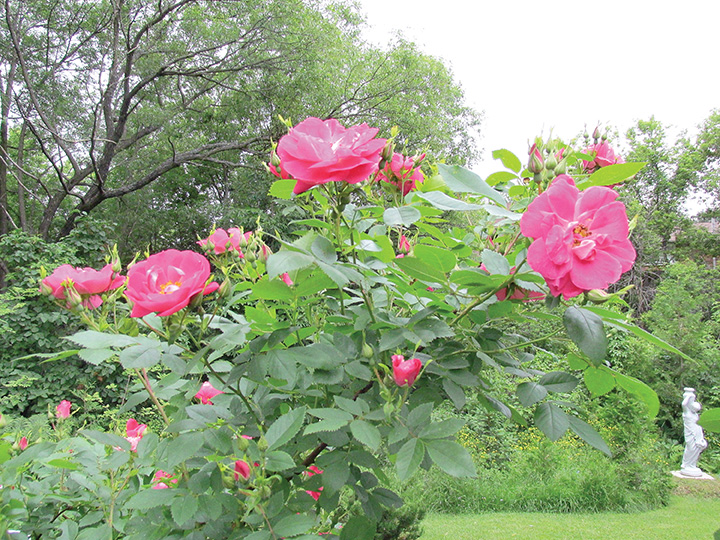 Explorer rose "William Baffin". Rose garden of Ontario