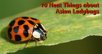 10 neat things about asian ladybugs