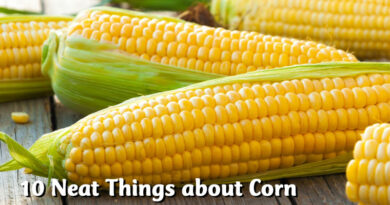 10 Neat Things about corn