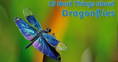 10 Neat things about dragonflies