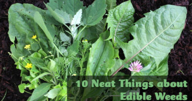 10 neat things about edible weeds