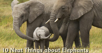10 Neat Things about elephants