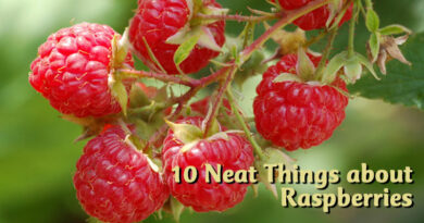 10 Neat Things about raspberries the gardener