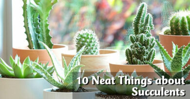 10 Neat Things about Succulents
