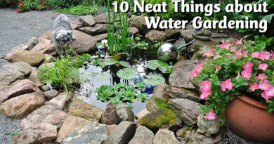 10 Neat Things about Water Gardening