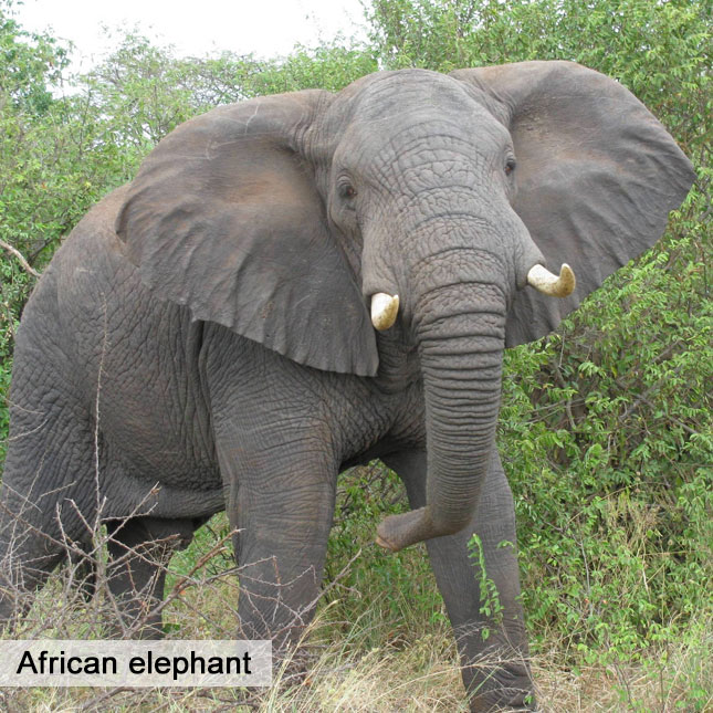 african elephant