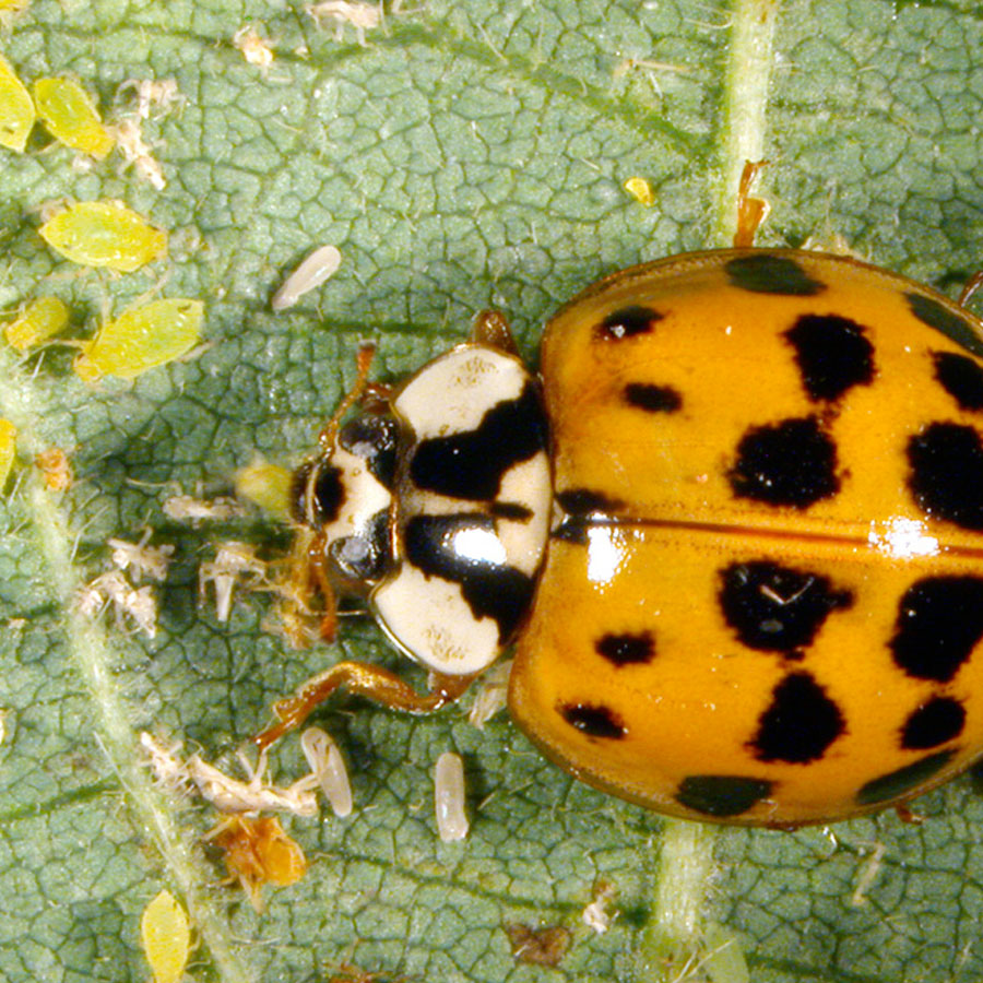 Asian ladybug snacking on some aphids.