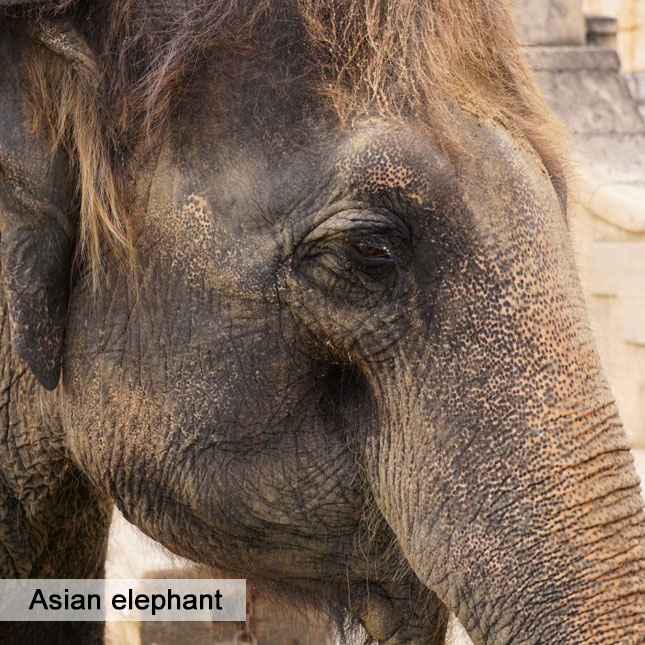 Asian elephant