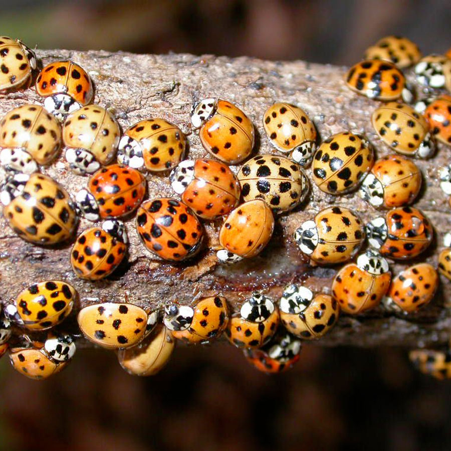 Swarm of Asian ladybugs