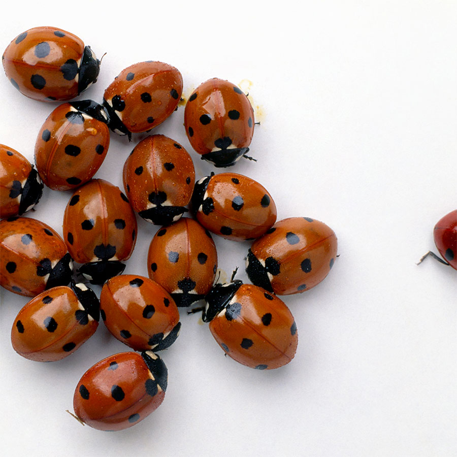 Asian ladybugs