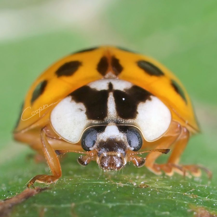 Asian ladybug
