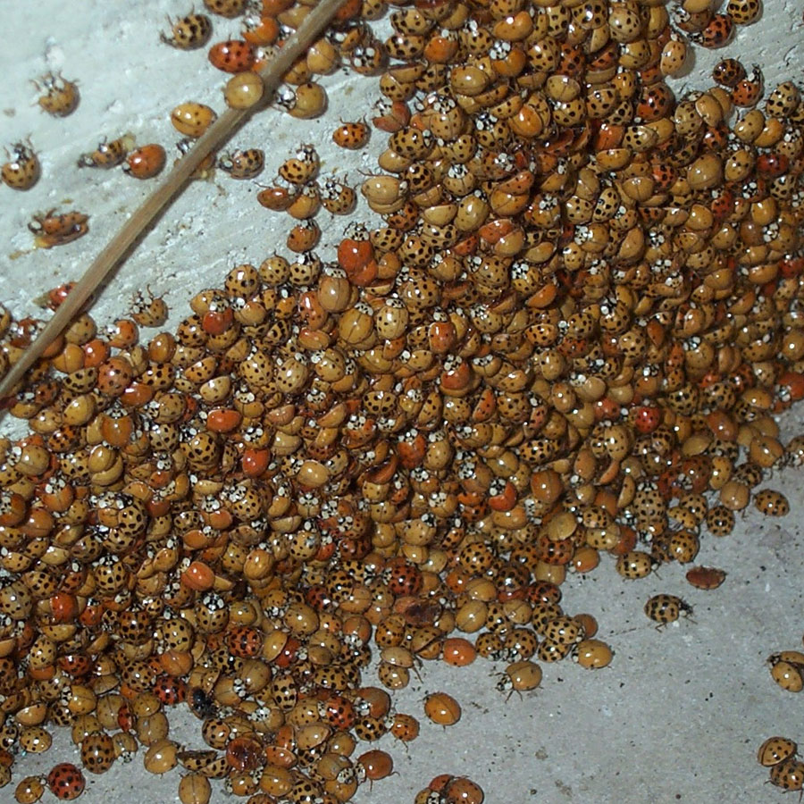 Asian ladybugs inside the house