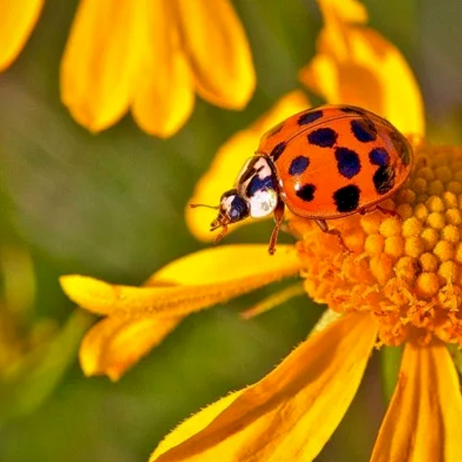 Asian ladybug on flower