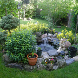backyard water garden