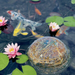 water gardening